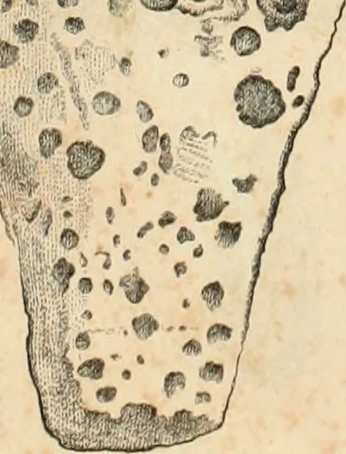 An illustration from Lietopis russk numizmatiki, 1842, leaf 82