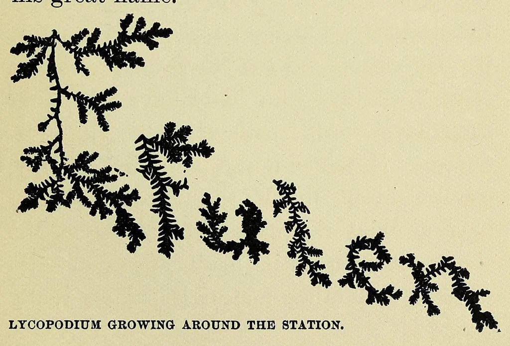 An illustration from A life for Africa; Rev. Adolphus Clemens Good, American missionary in equatorial West Africa, 1900, leaf 273