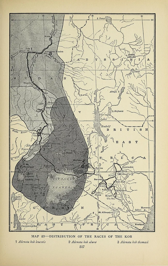 An illustration from Life-histories of African game animals, 1914, leaf 129