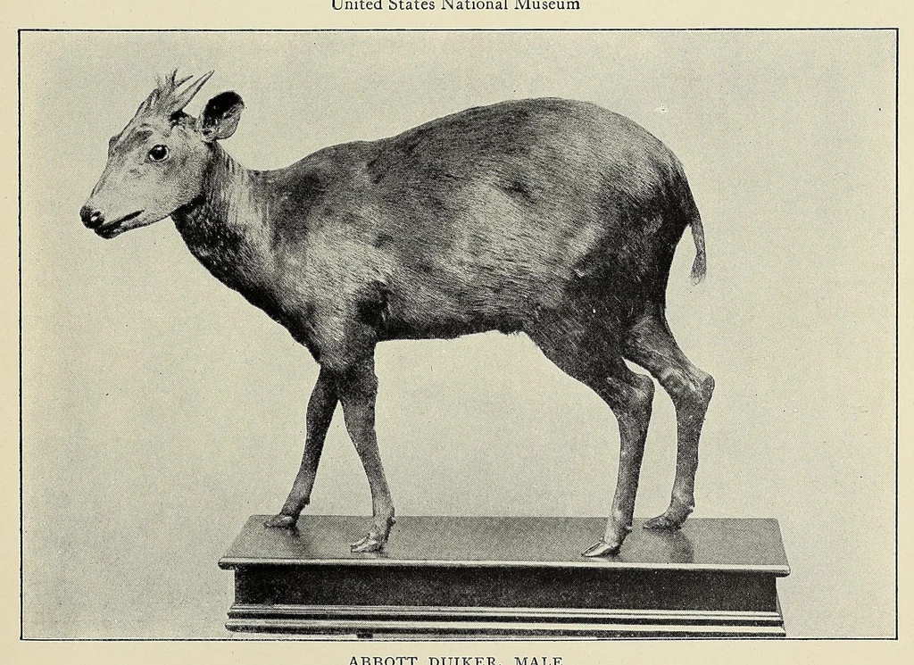 An illustration from Life-histories of African game animals, 1914, leaf 159