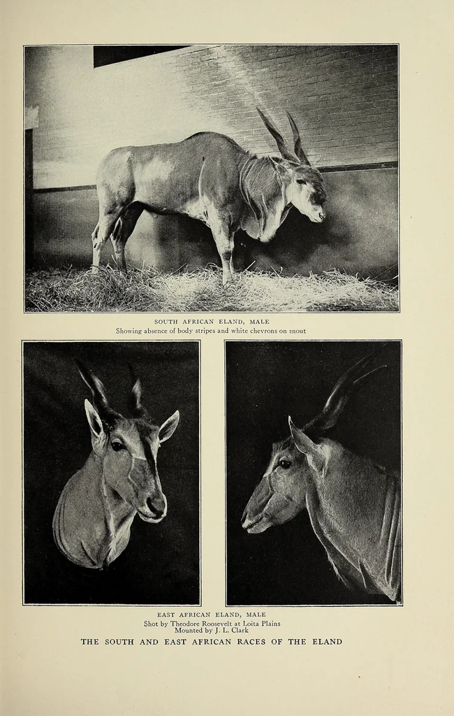 An illustration from Life-histories of African game animals, 1914, leaf 77