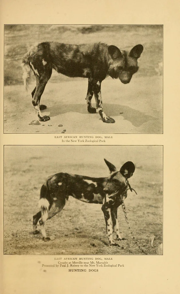 An illustration from Life-histories of African game animals, 1914, leaf 327