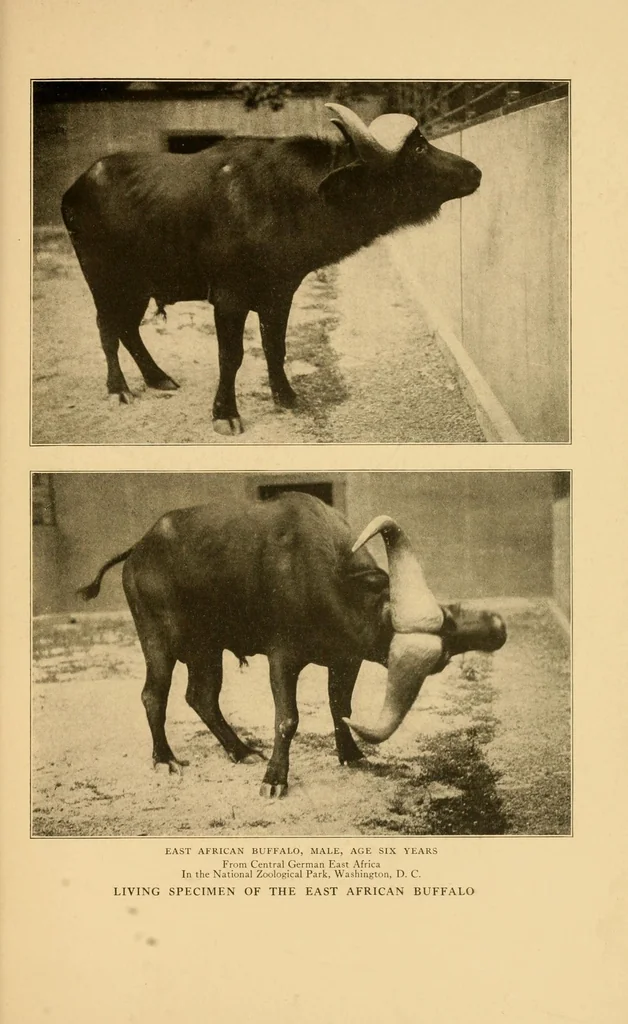 An illustration from Life-histories of African game animals, 1914, leaf 503