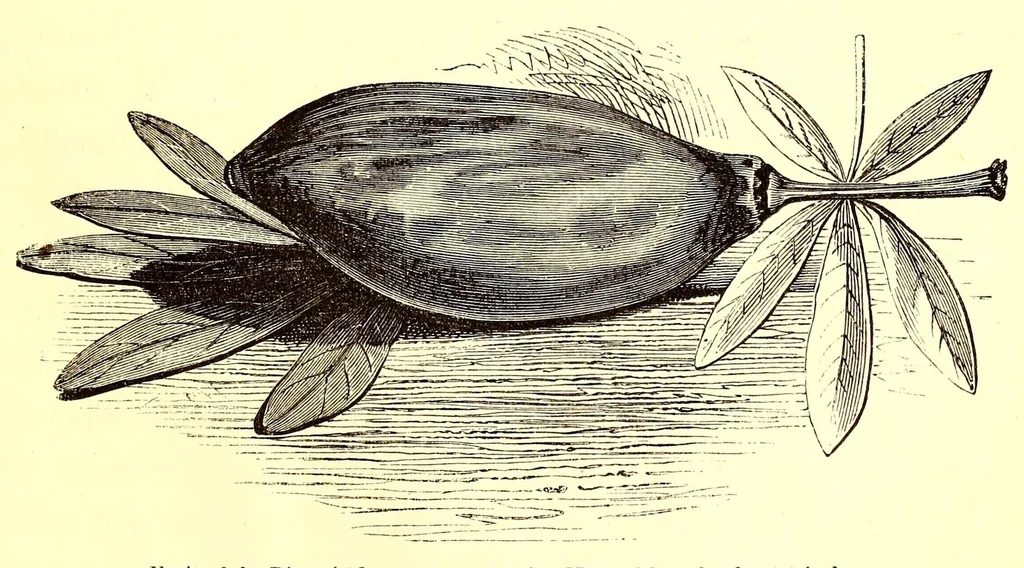 An illustration from Life in Abyssinia: being notes collected during three years' residence and travels in that country, 1853, leaf 331