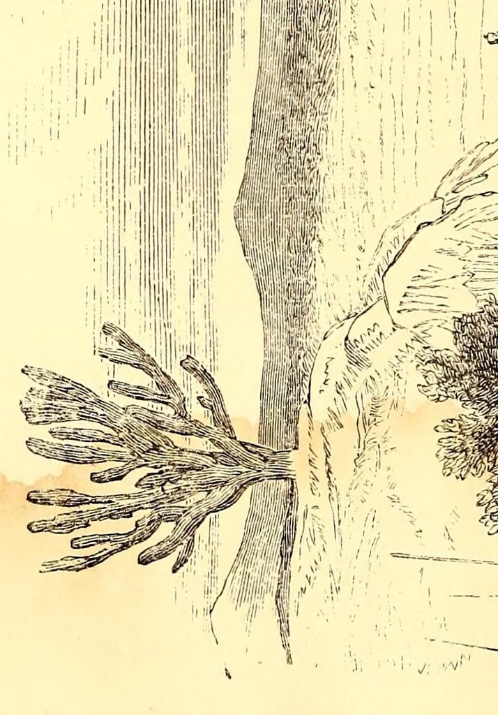 An illustration from Life in Abyssinia: being notes collected during three years' residence and travels in that country, 1853, leaf 370