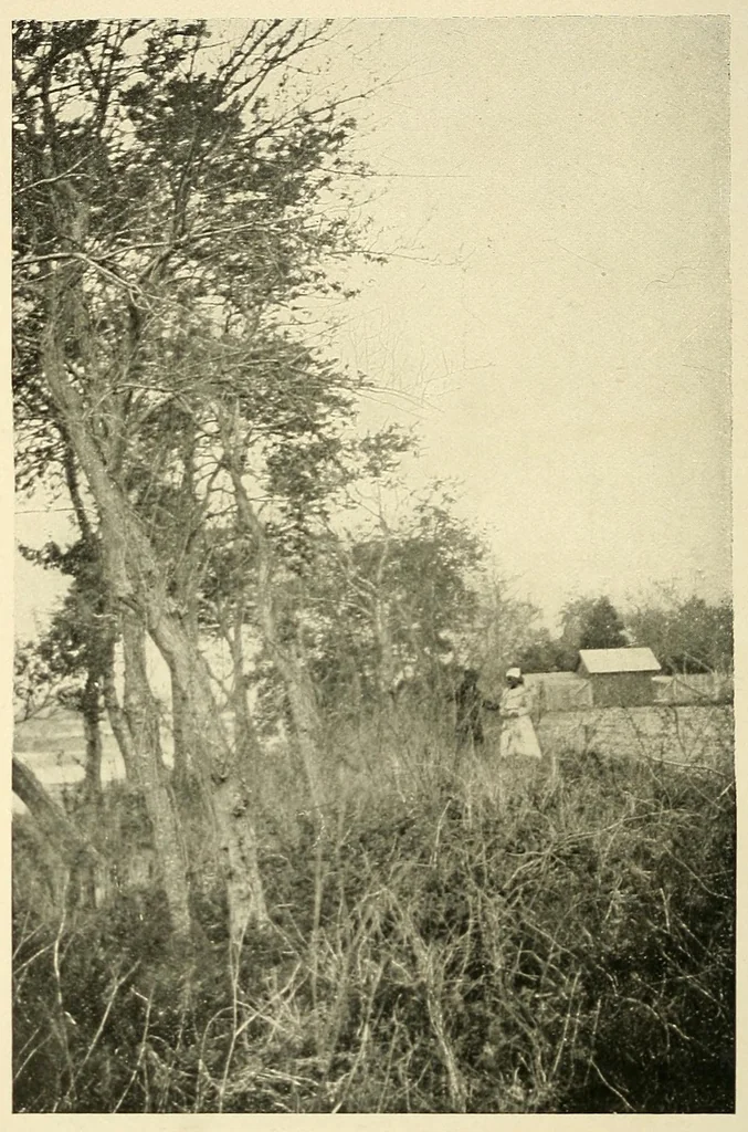 An illustration from The life and works of Paul Laurence Dunbar; containing his complete poetical works, his best short stories, numerous anecdotes and a complete biography of the famous poet, 1907, leaf 258