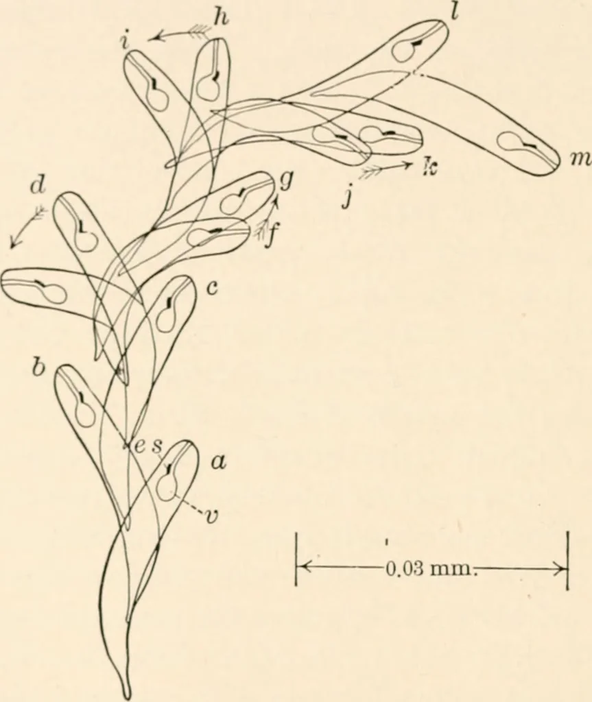 An illustration from Light and the behavior of organisms, 1911, leaf 111