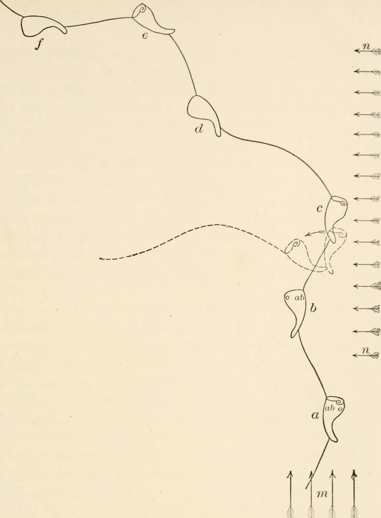 An illustration from Light and the behavior of organisms, 1911, leaf 132