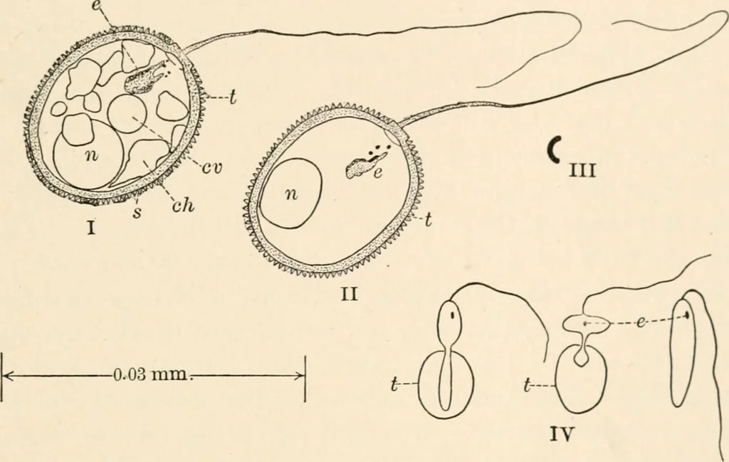 An illustration from Light and the behavior of organisms, 1911, leaf 144