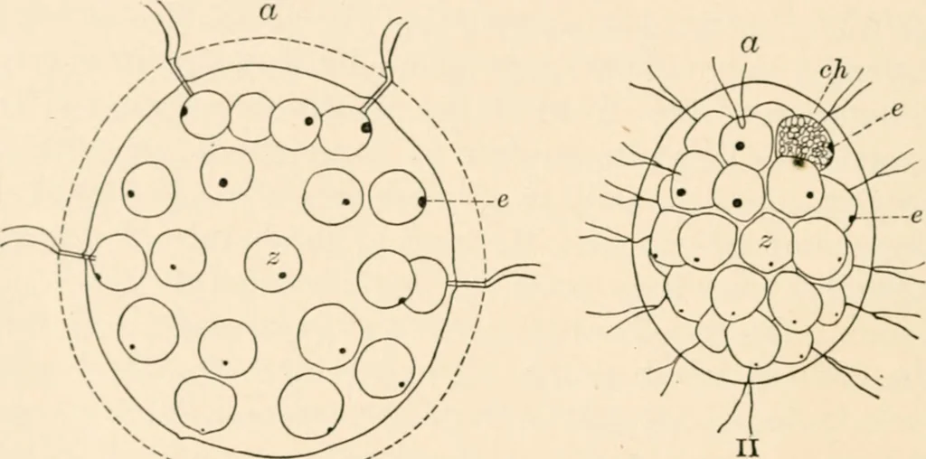 An illustration from Light and the behavior of organisms, 1911, leaf 161