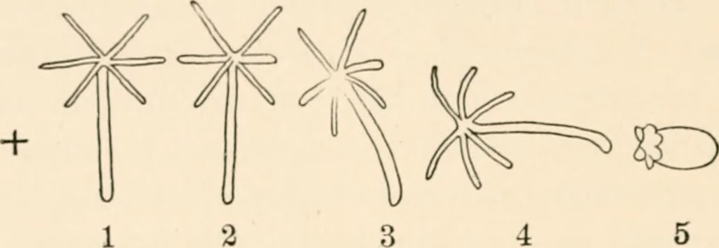 An illustration from Light and the behavior of organisms, 1911, leaf 173