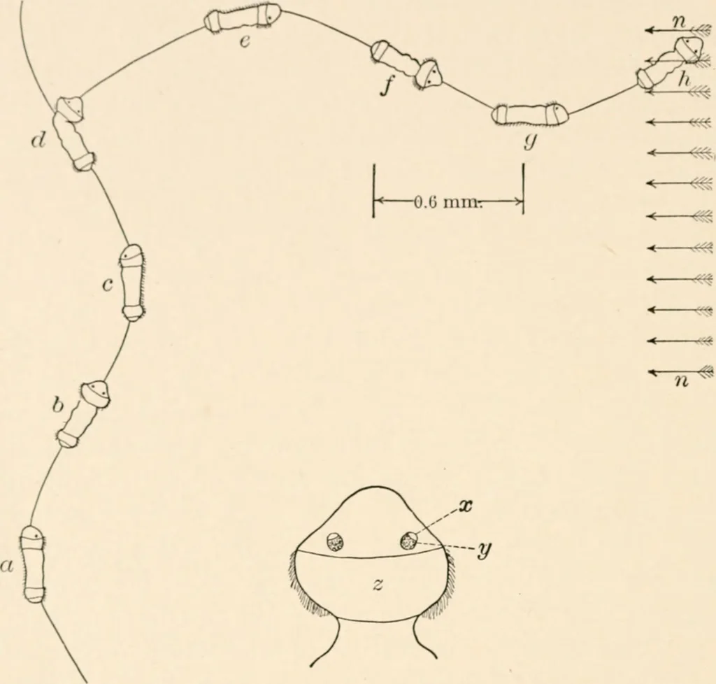 An illustration from Light and the behavior of organisms, 1911, leaf 185