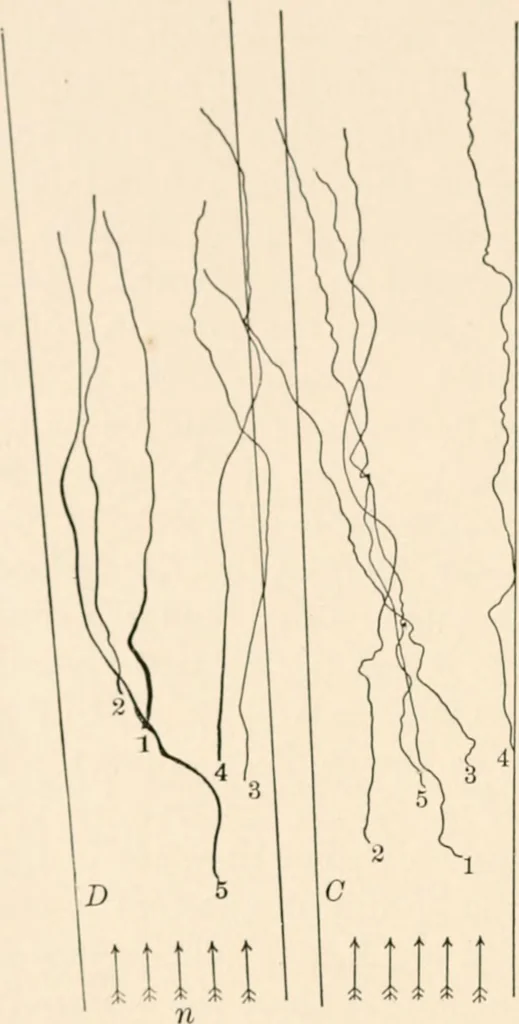 An illustration from Light and the behavior of organisms, 1911, leaf 193