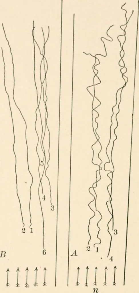 An illustration from Light and the behavior of organisms, 1911, leaf 193