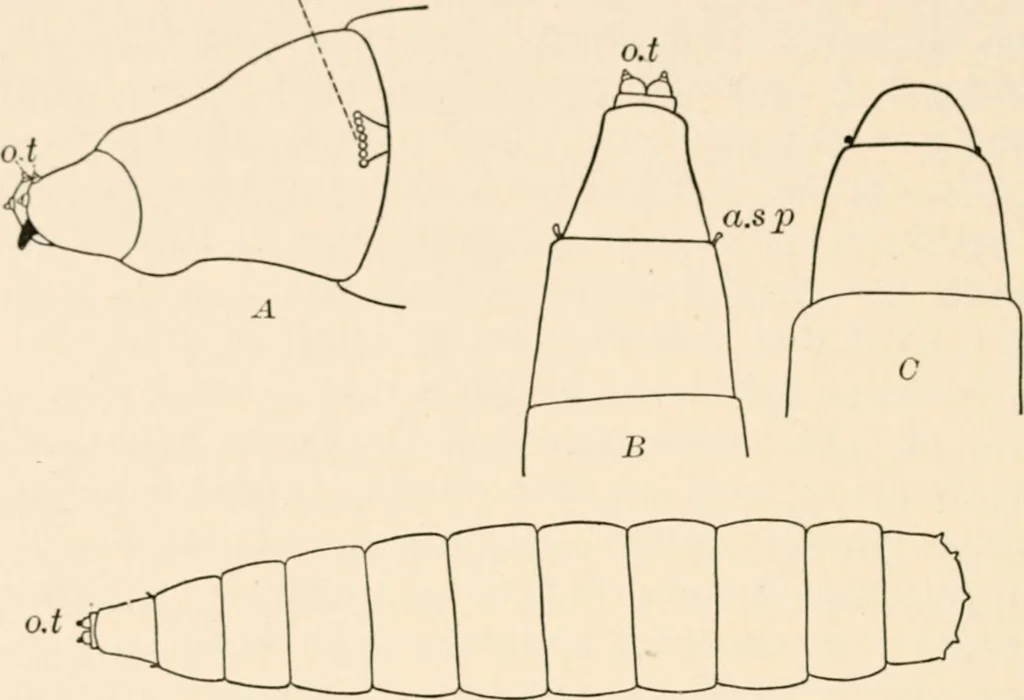 An illustration from Light and the behavior of organisms, 1911, leaf 199