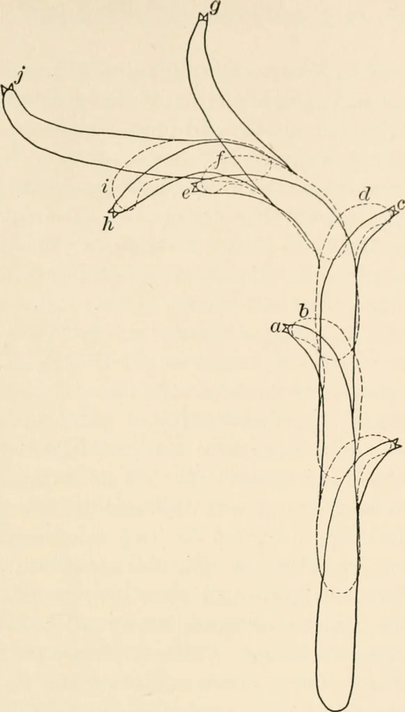 An illustration from Light and the behavior of organisms, 1911, leaf 208