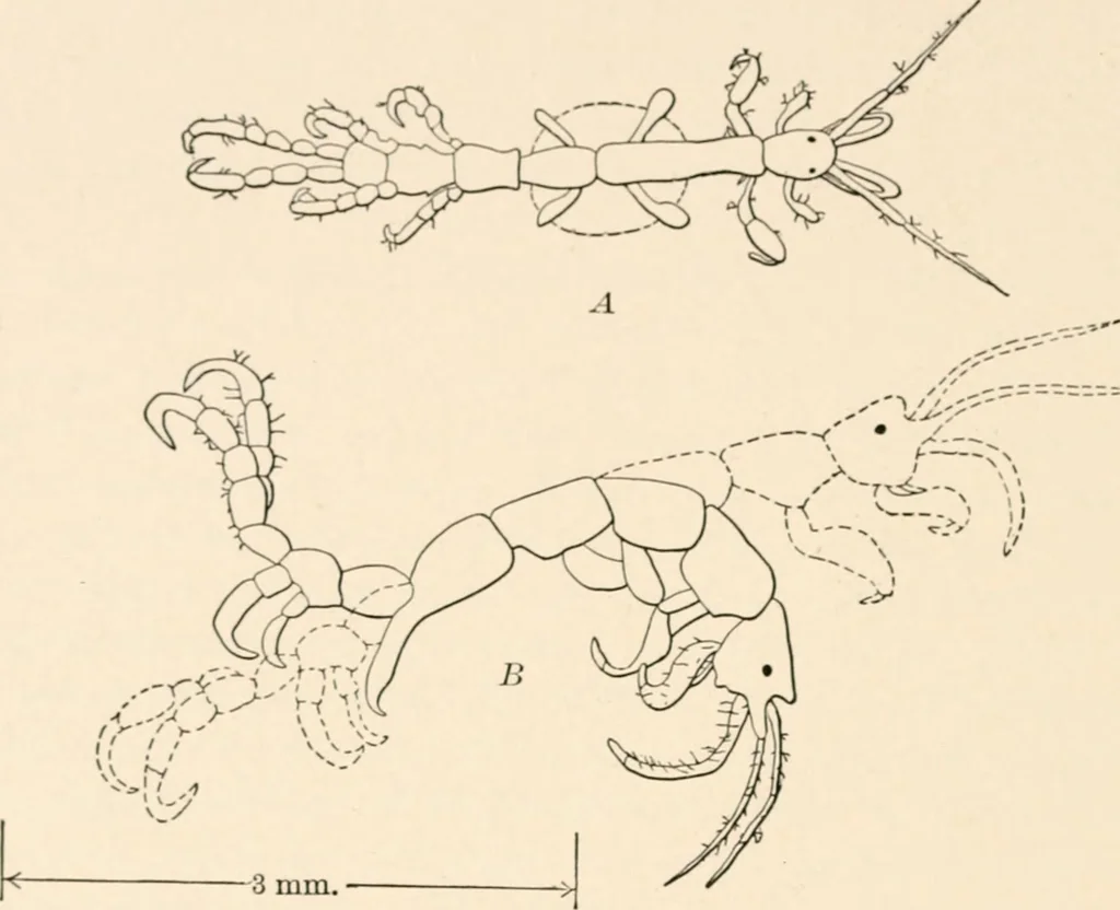 An illustration from Light and the behavior of organisms, 1911, leaf 239