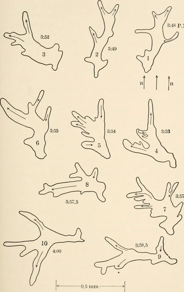 An illustration from Light and the behavior of organisms, 1911, leaf 92