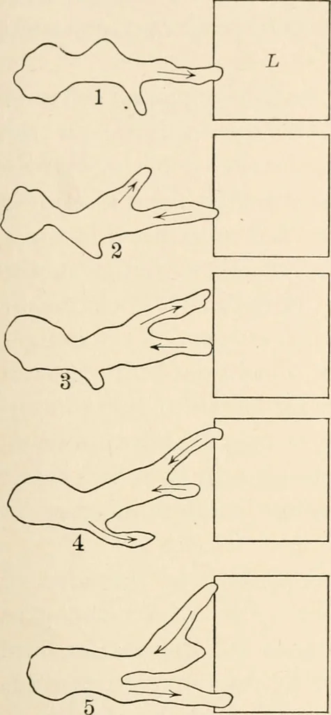 An illustration from Light and the behavior of organisms, 1911, leaf 94