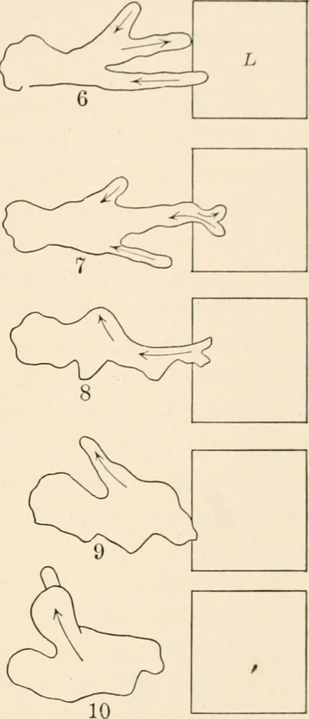 An illustration from Light and the behavior of organisms, 1911, leaf 94