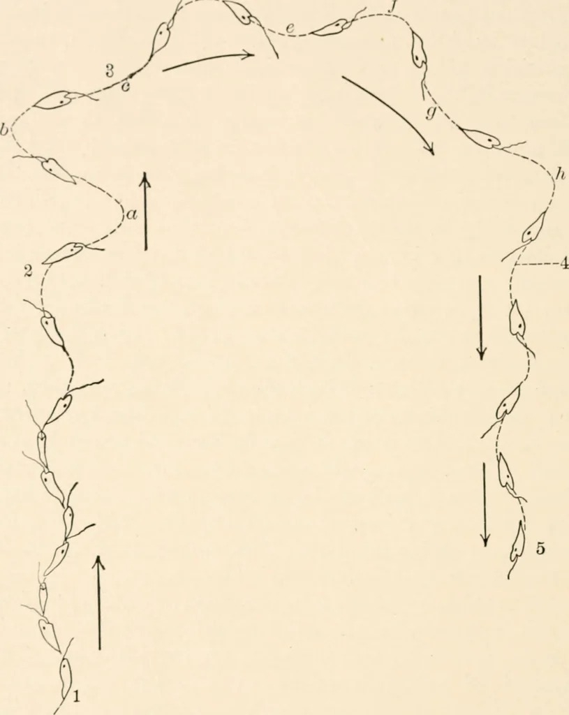 An illustration from Light and the behavior of organisms, 1911, leaf 99