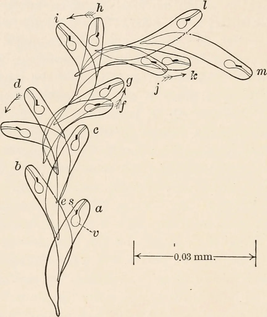 An illustration from Light and the behavior of organisms, 1911, leaf 109