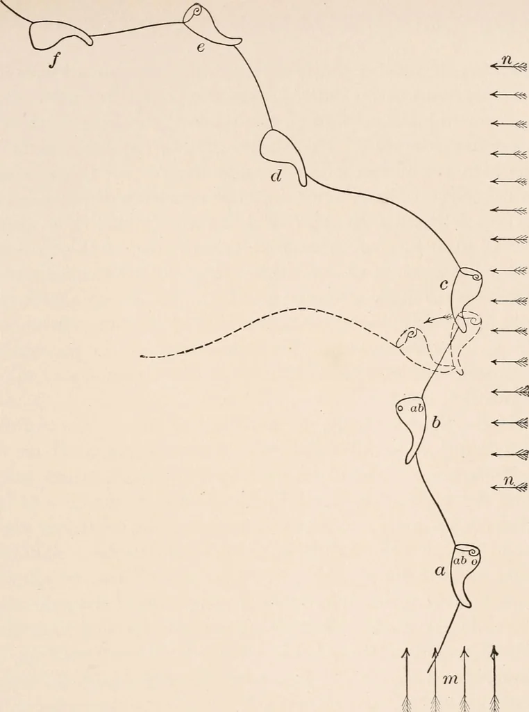 An illustration from Light and the behavior of organisms, 1911, leaf 130
