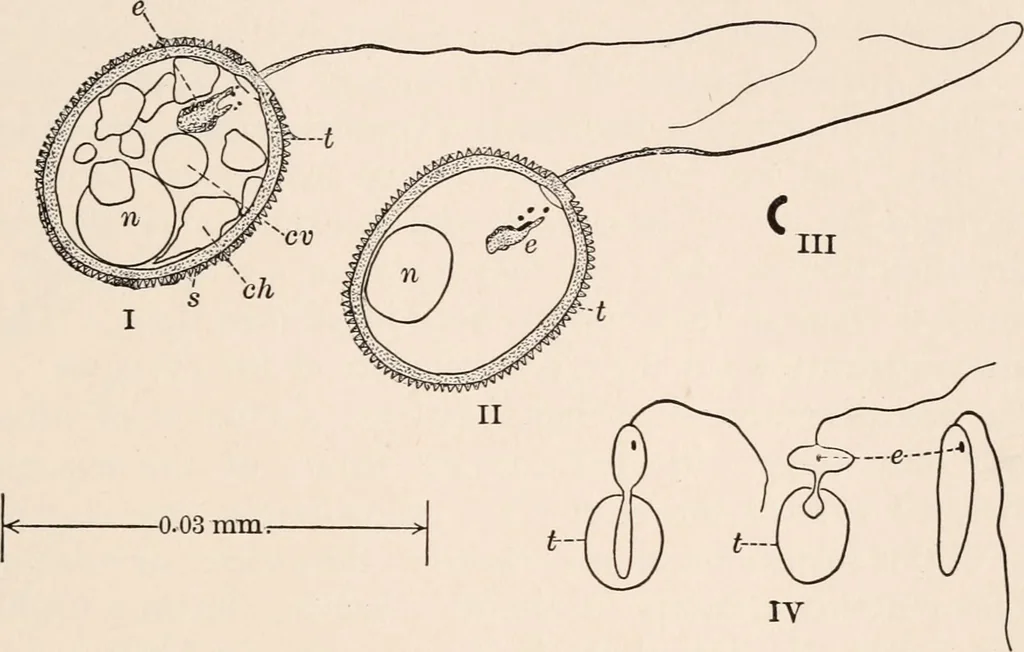 An illustration from Light and the behavior of organisms, 1911, leaf 142