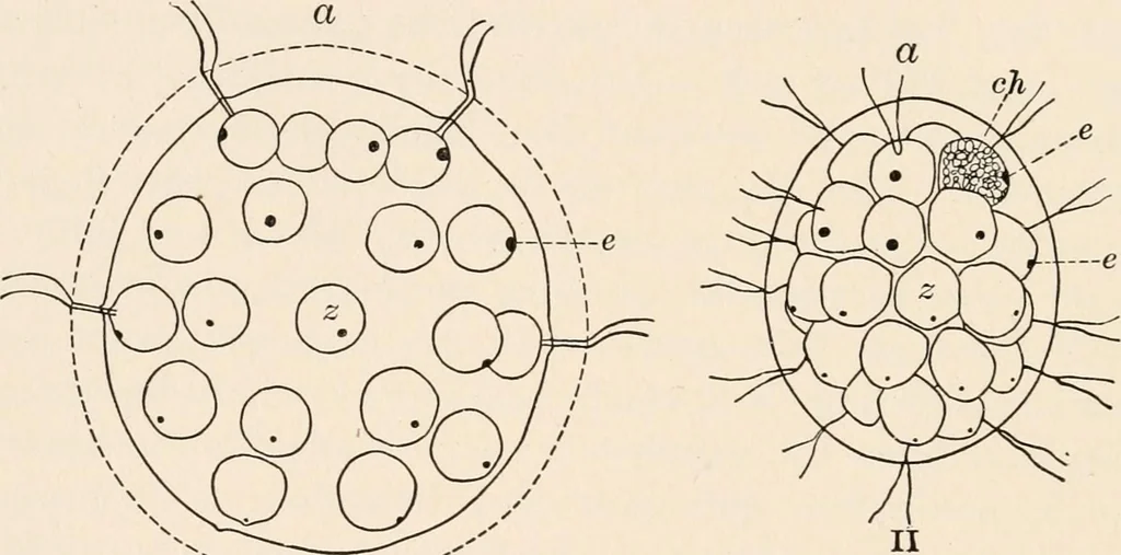 An illustration from Light and the behavior of organisms, 1911, leaf 159