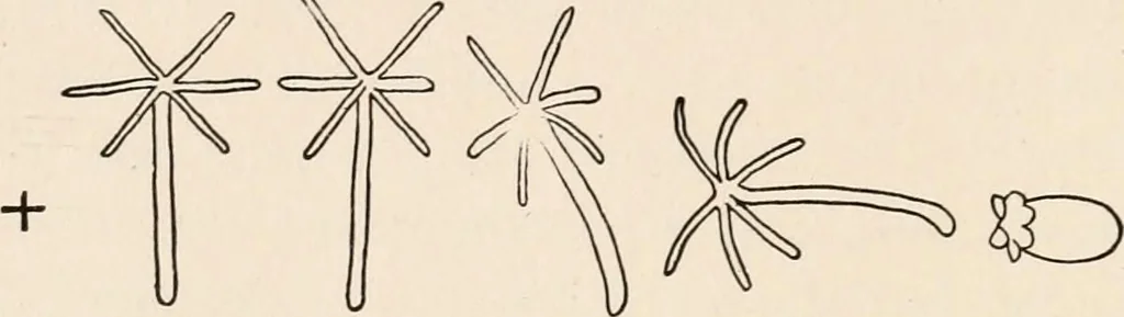 An illustration from Light and the behavior of organisms, 1911, leaf 171