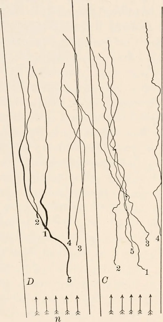 An illustration from Light and the behavior of organisms, 1911, leaf 191