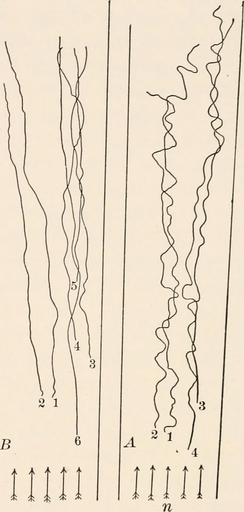 An illustration from Light and the behavior of organisms, 1911, leaf 191