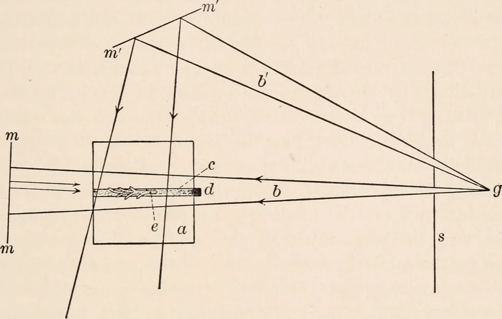 An illustration from Light and the behavior of organisms, 1911, leaf 194