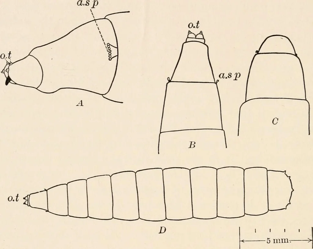 An illustration from Light and the behavior of organisms, 1911, leaf 197
