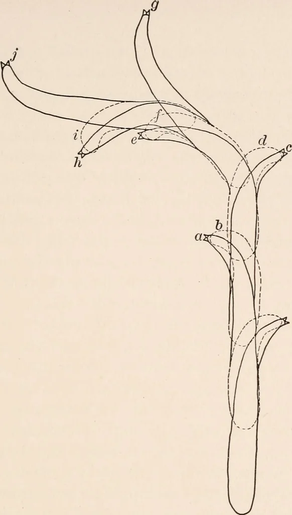 An illustration from Light and the behavior of organisms, 1911, leaf 206