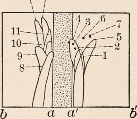 An illustration from Light and the behavior of organisms, 1911, leaf 78
