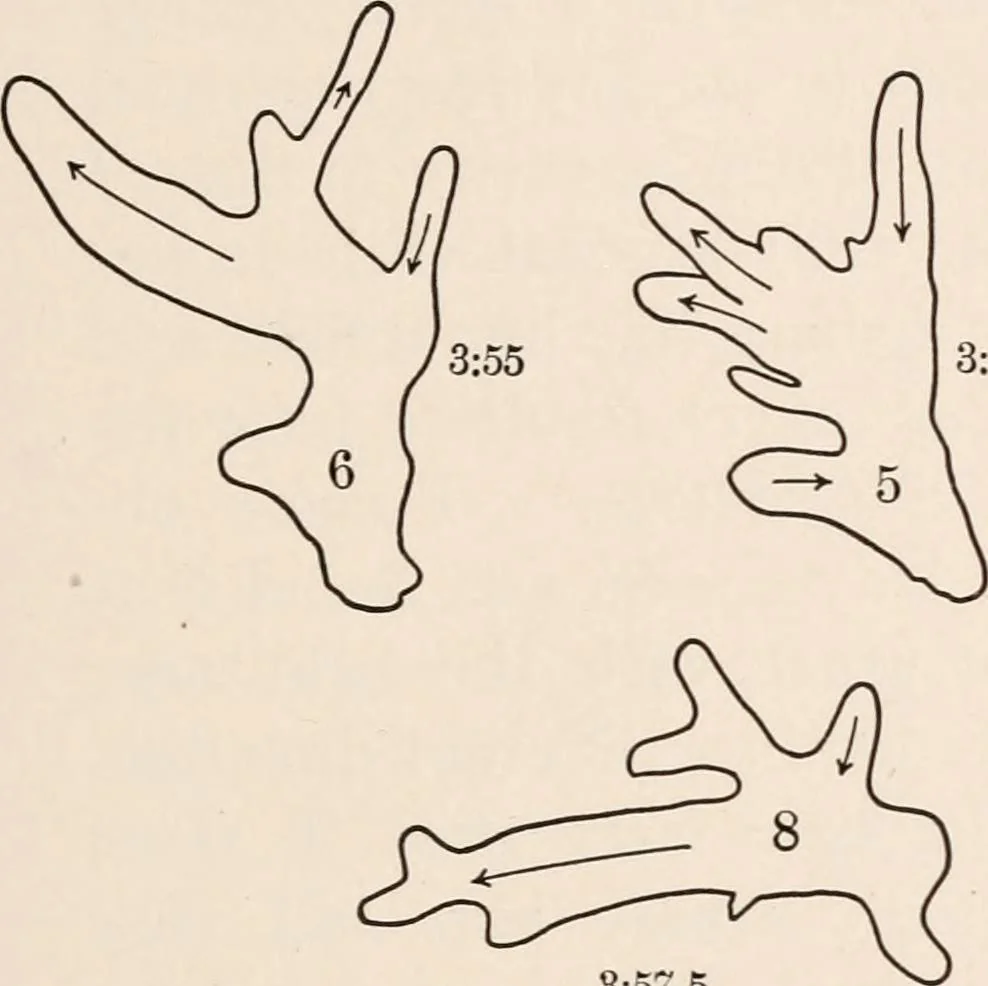 An illustration from Light and the behavior of organisms, 1911, leaf 90
