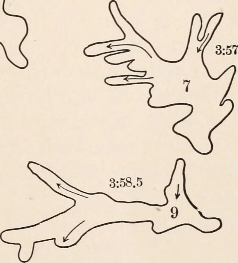 An illustration from Light and the behavior of organisms, 1911, leaf 90