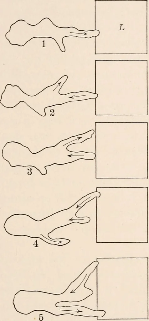 An illustration from Light and the behavior of organisms, 1911, leaf 92