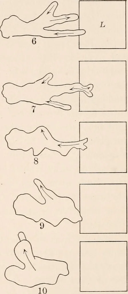 An illustration from Light and the behavior of organisms, 1911, leaf 92