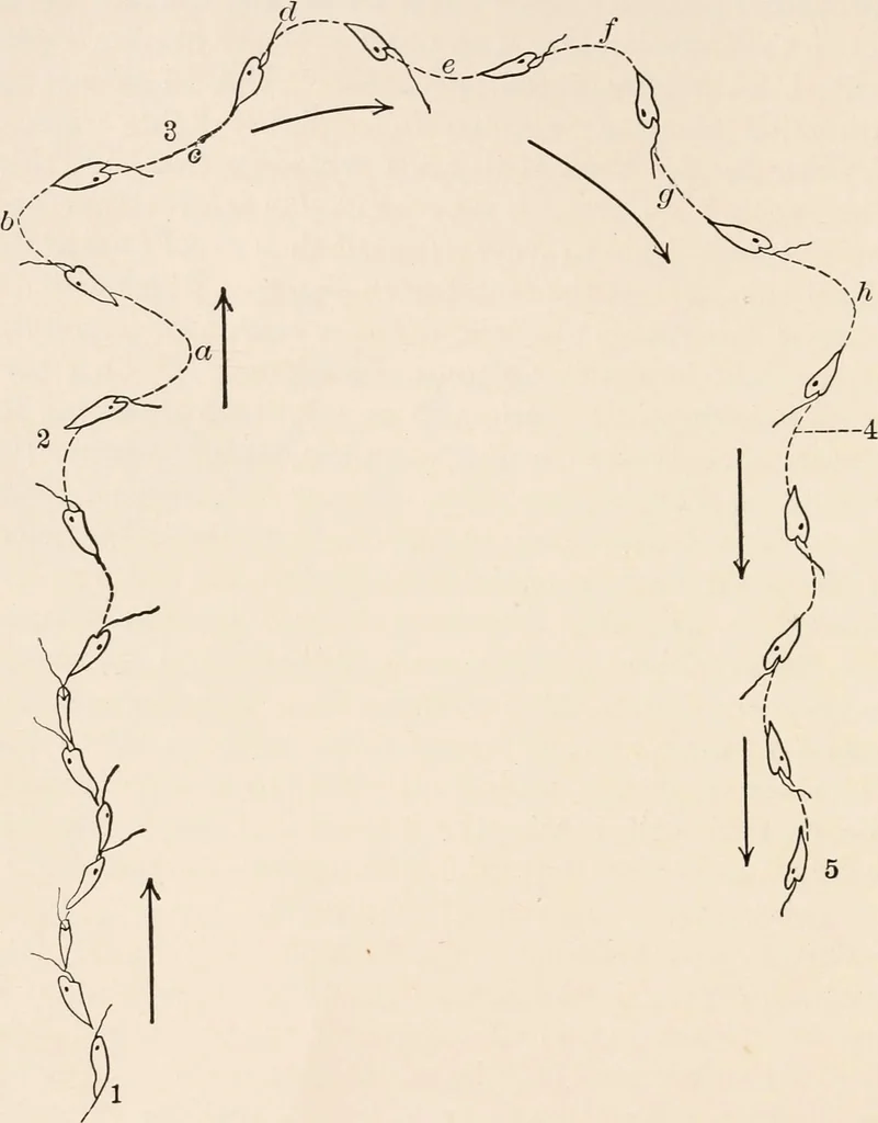 An illustration from Light and the behavior of organisms, 1911, leaf 97