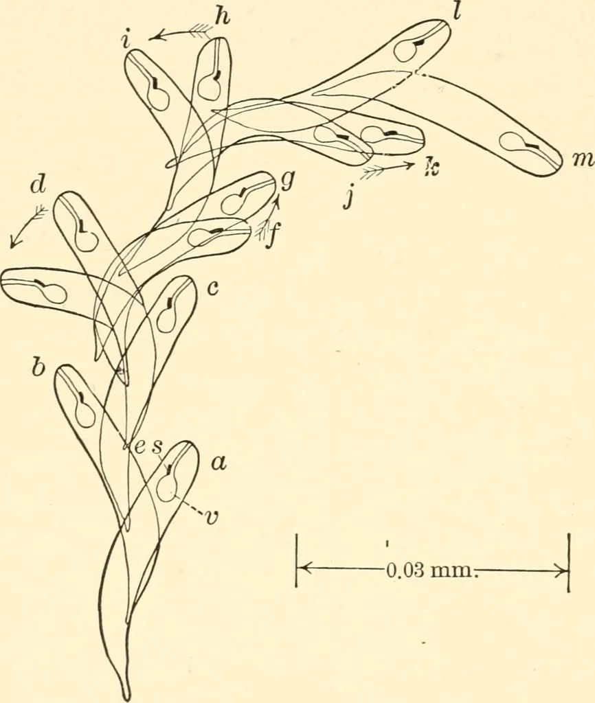 An illustration from Light and the behavior of organisms, 1911, leaf 113