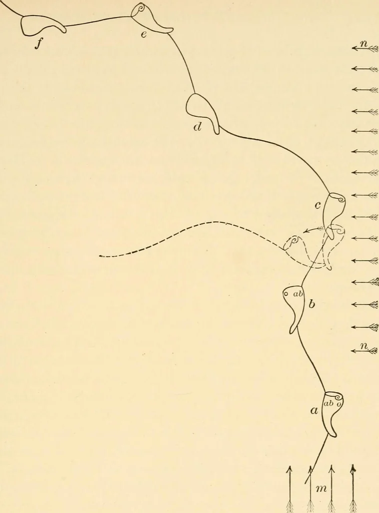 An illustration from Light and the behavior of organisms, 1911, leaf 134