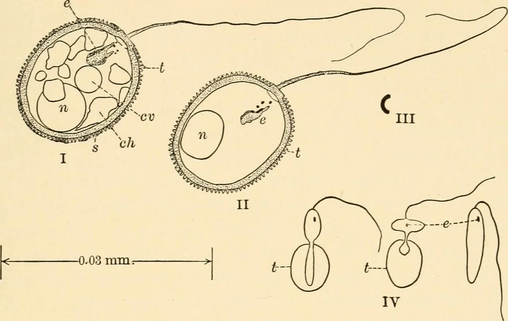 An illustration from Light and the behavior of organisms, 1911, leaf 146