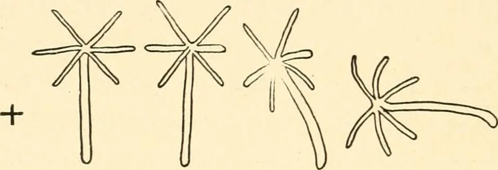 An illustration from Light and the behavior of organisms, 1911, leaf 175