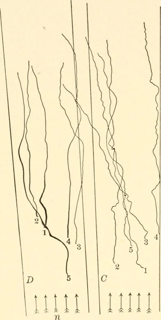 An illustration from Light and the behavior of organisms, 1911, leaf 195