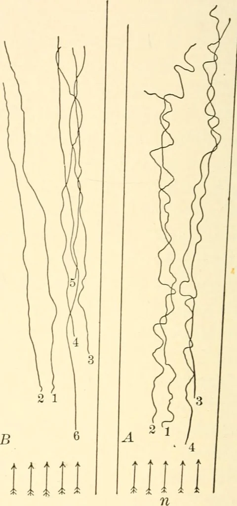An illustration from Light and the behavior of organisms, 1911, leaf 195
