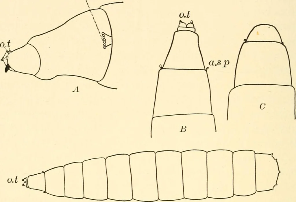 An illustration from Light and the behavior of organisms, 1911, leaf 201