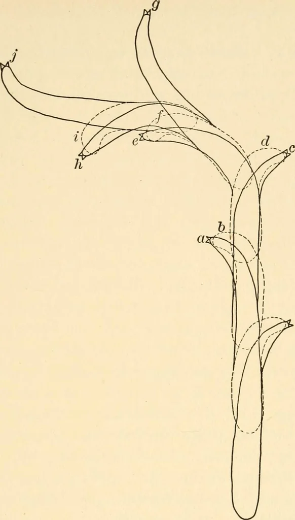 An illustration from Light and the behavior of organisms, 1911, leaf 210