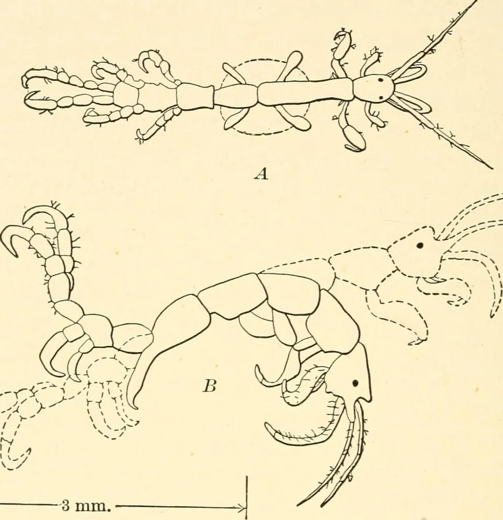 An illustration from Light and the behavior of organisms, 1911, leaf 241